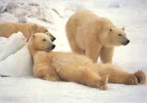 osos-polares